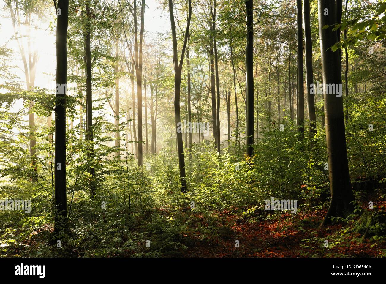 Buche im Herbstwald an einem nebligen Morgen Stockfoto