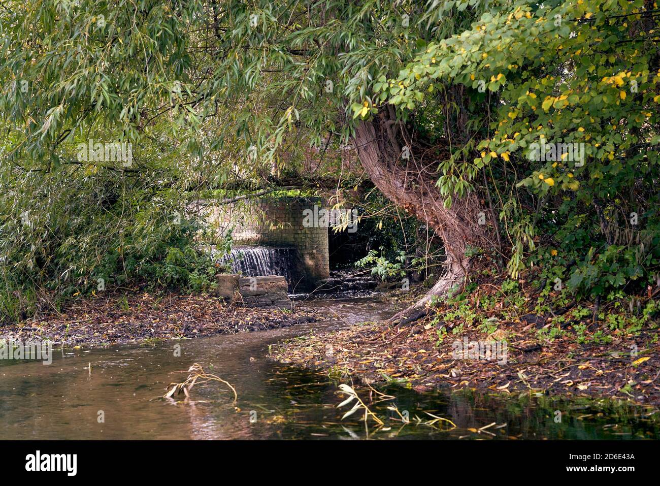 Kleines Wehr umrahmt von einem verdrehten knorrigen Baum und Unterholz Einspeisung in den Fluss Slea in Sleaford in der Nähe von Cogglesford Mill Lincolnshire im Herbst Stockfoto