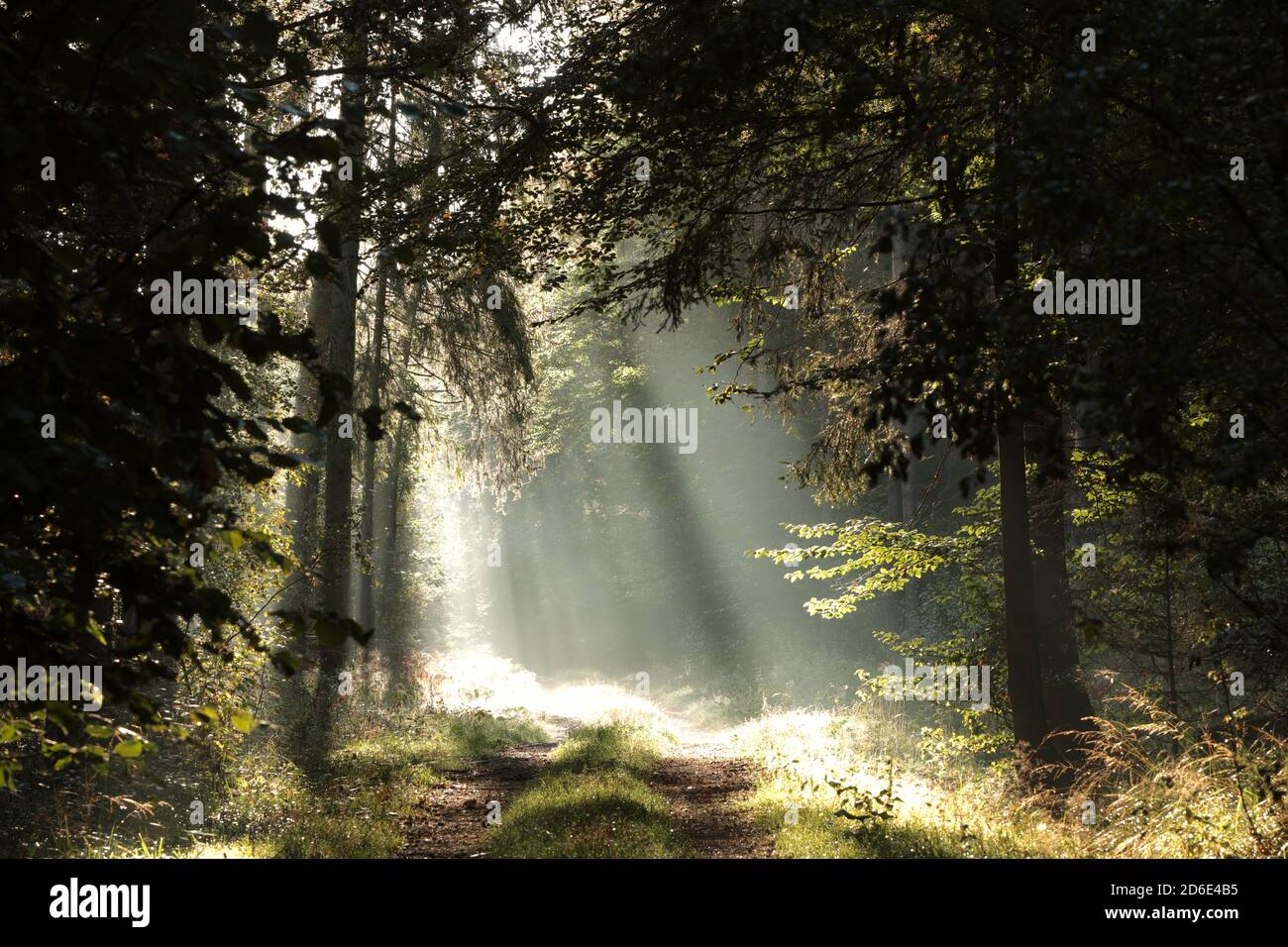 Weg durch den Herbstwald an einem nebligen Morgen Stockfoto