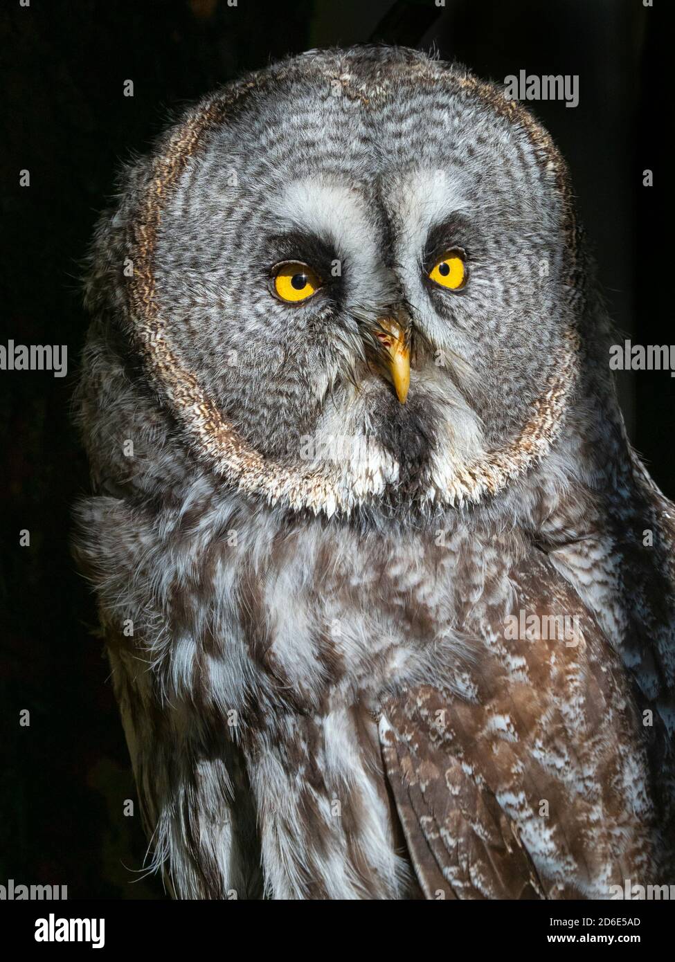 Porträt einer großen grauen Eule oder großen grauen Eule Strix nebulosa Stockfoto