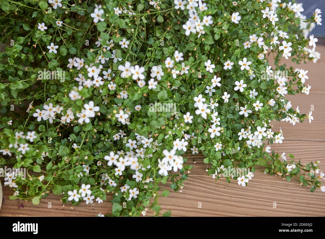 Weiße Bacopa Blüten im Blumentopf Stockfoto