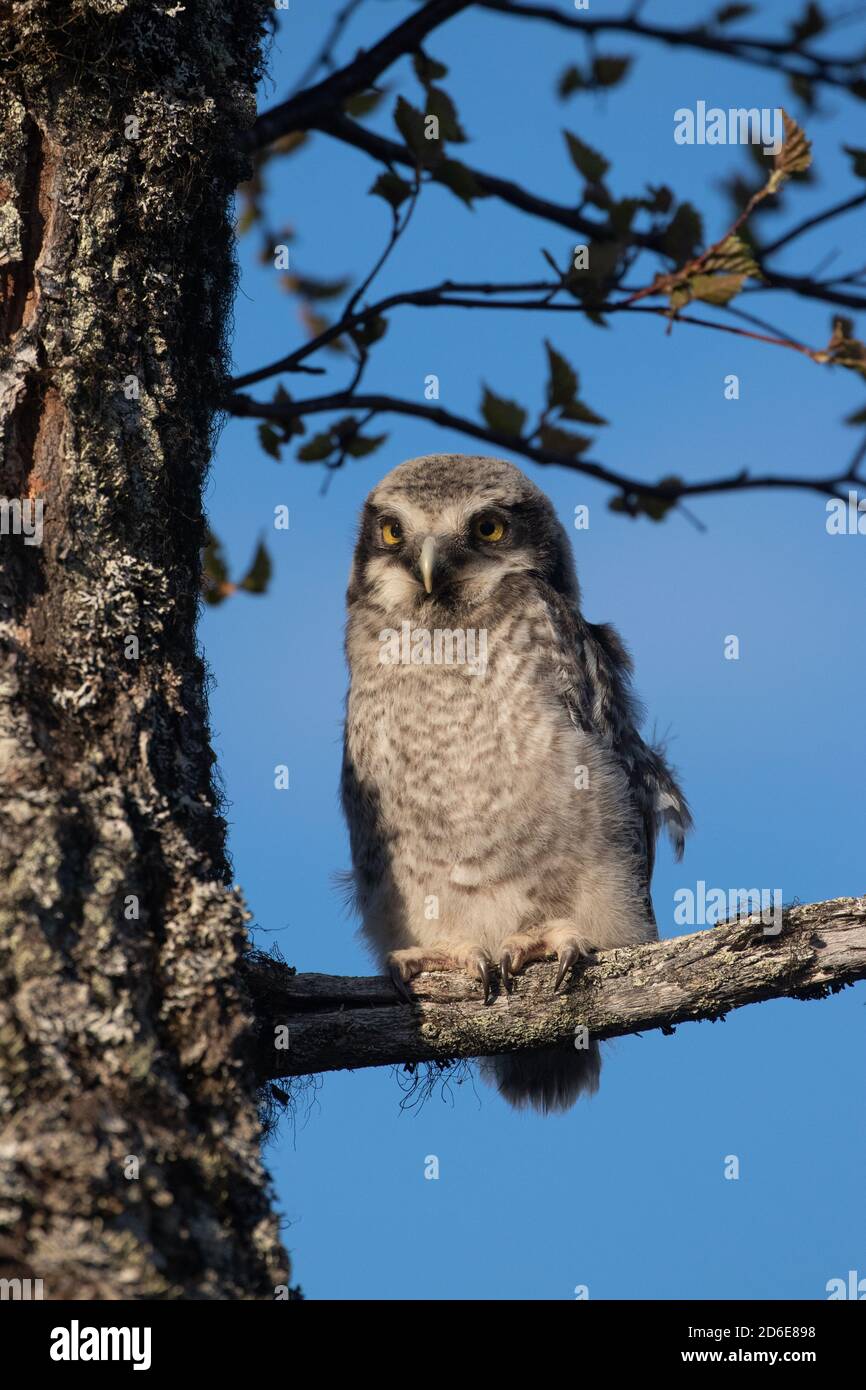 Hawk Eule Küken Blick auf einen Zweig in einem finnischen Taiga-Wald Stockfoto