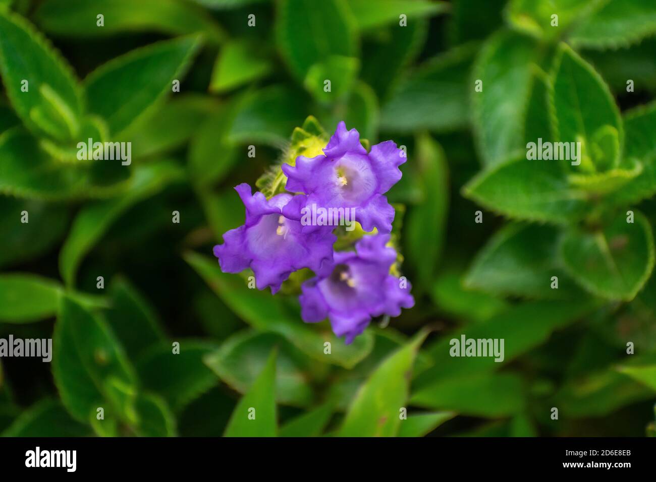 Neelakurinji ist eine Art, die ihre Blütezeit synchronisiert, aber innerhalb eines Zeitraums von zwölf Jahren Stockfoto