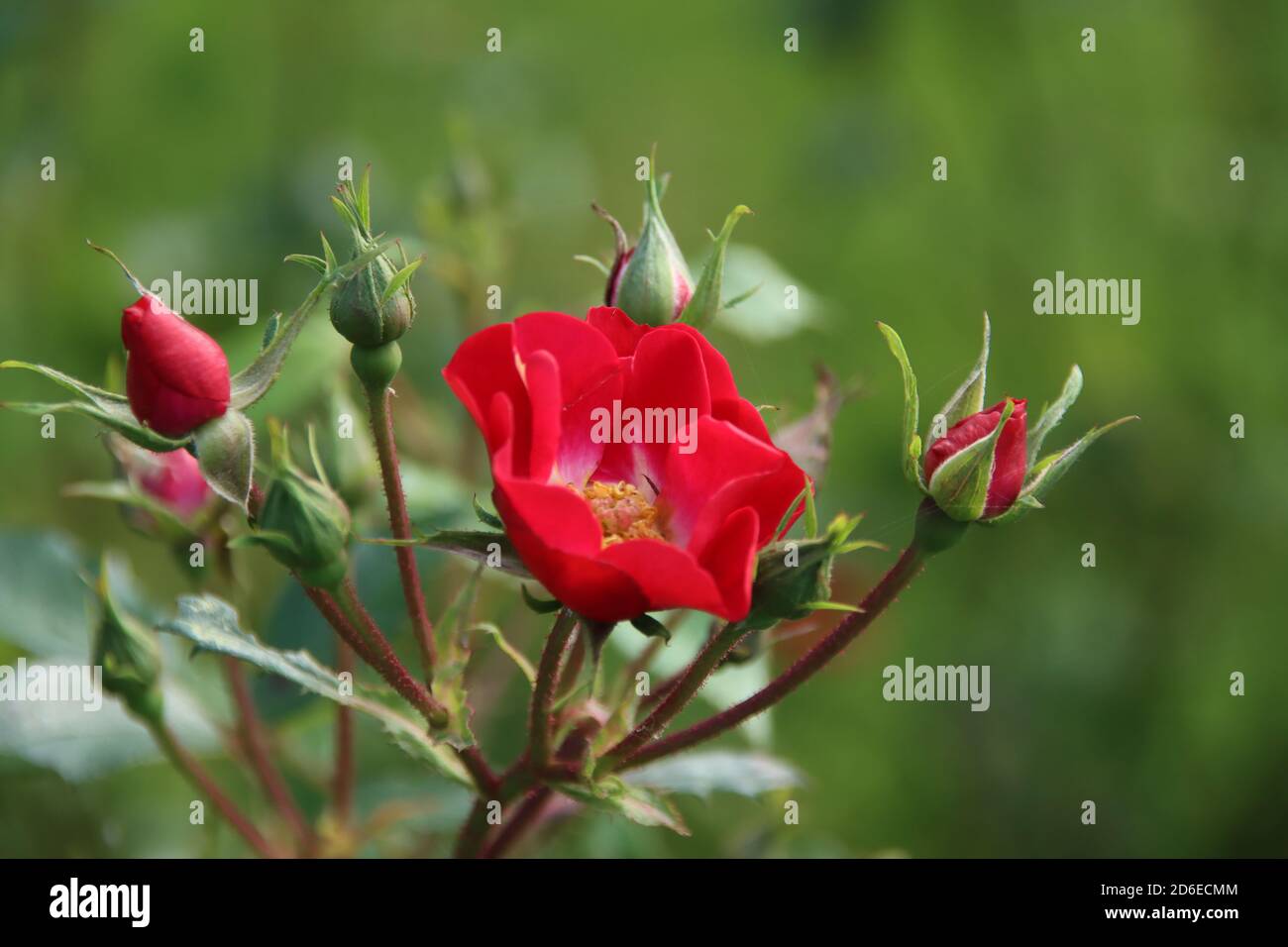 Rote Rose Typ La Belle Rouge im Rosarium in Boskoop, Niederlande Stockfoto