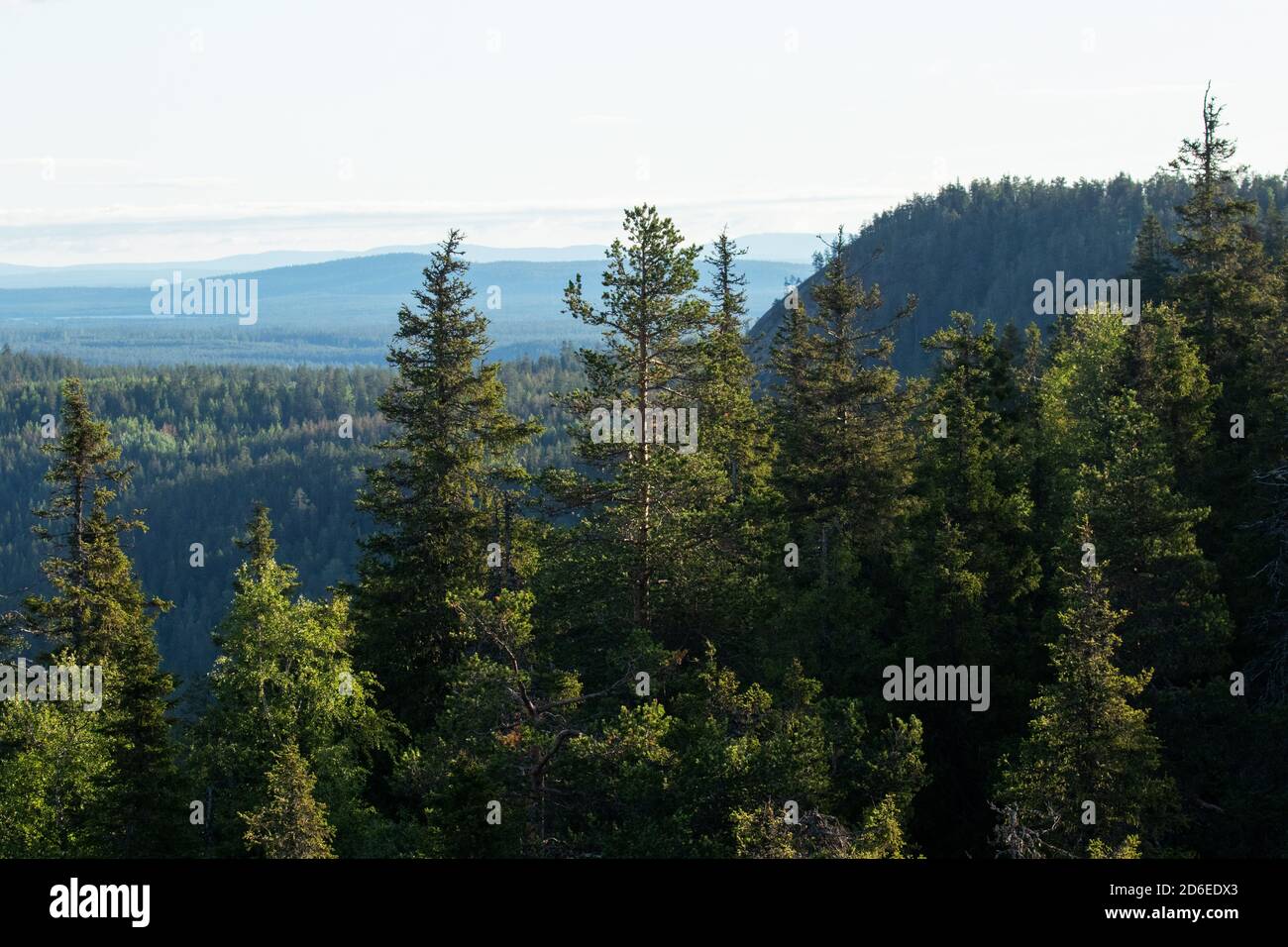 Blick auf den sommerlichen Taiga-Wald mit Hügeln und Bergen, aufgenommen vom Valtavaara-Hügel bei Kuusamo, finnische Natur, Nordeuropa. Stockfoto