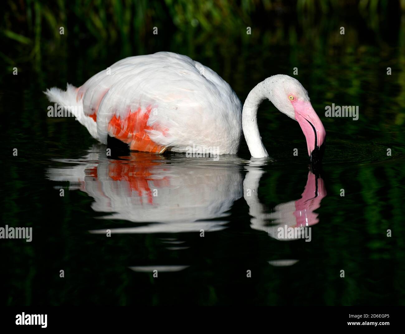 Großer Flamingo (Phoenicopterus ruber roseus) im Wasser, gefangen Stockfoto