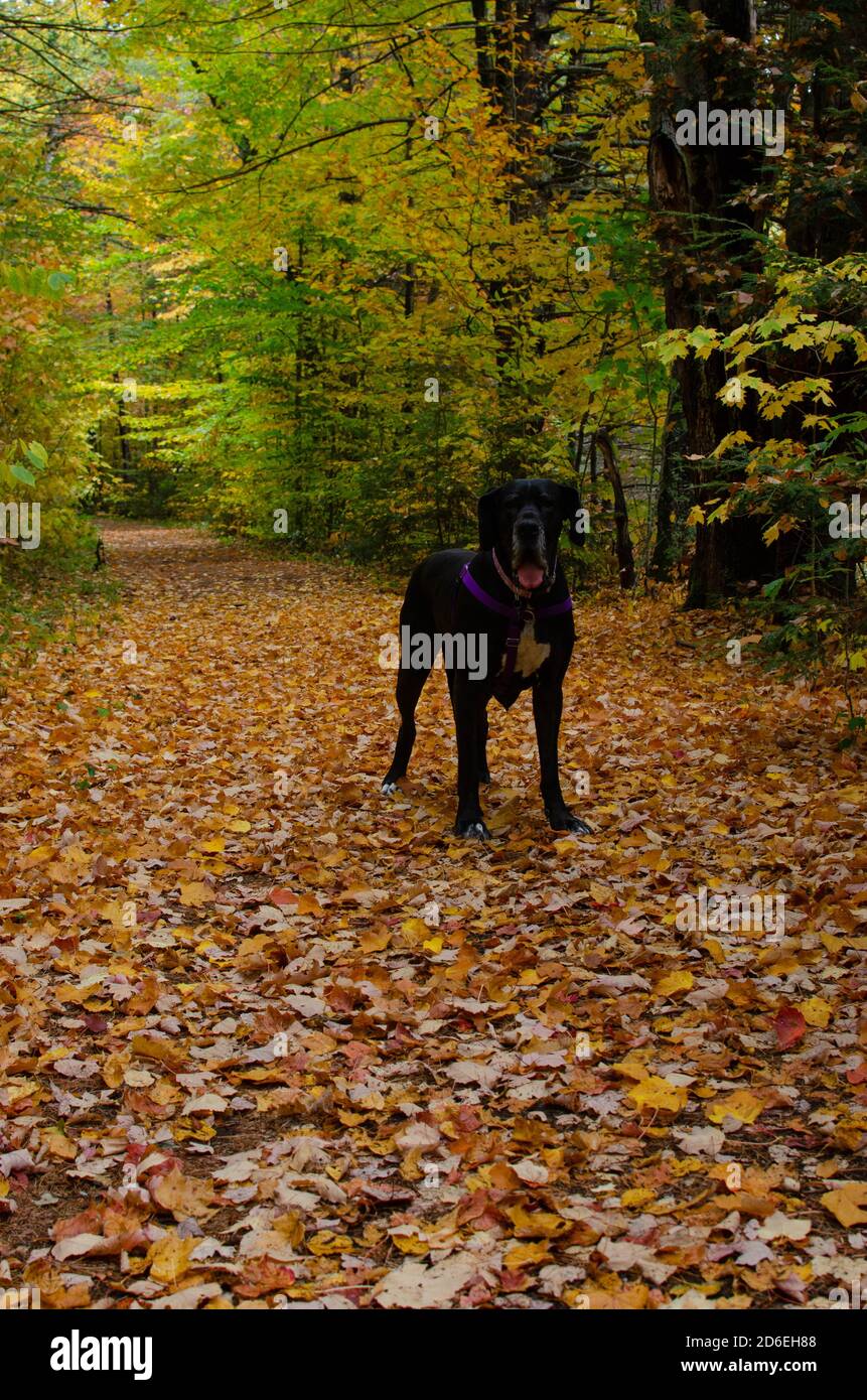 Schwarze Dogge Abenteuer in den Bergen Stockfoto