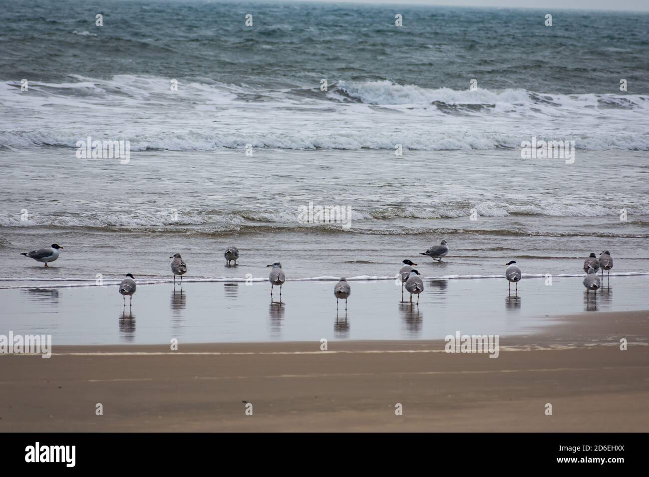 Eine Gruppe von Vögeln, die nach der Flut Fisch aßen, ging zurück in die Nähe des Strandes und sah wunderschön aus. Stockfoto