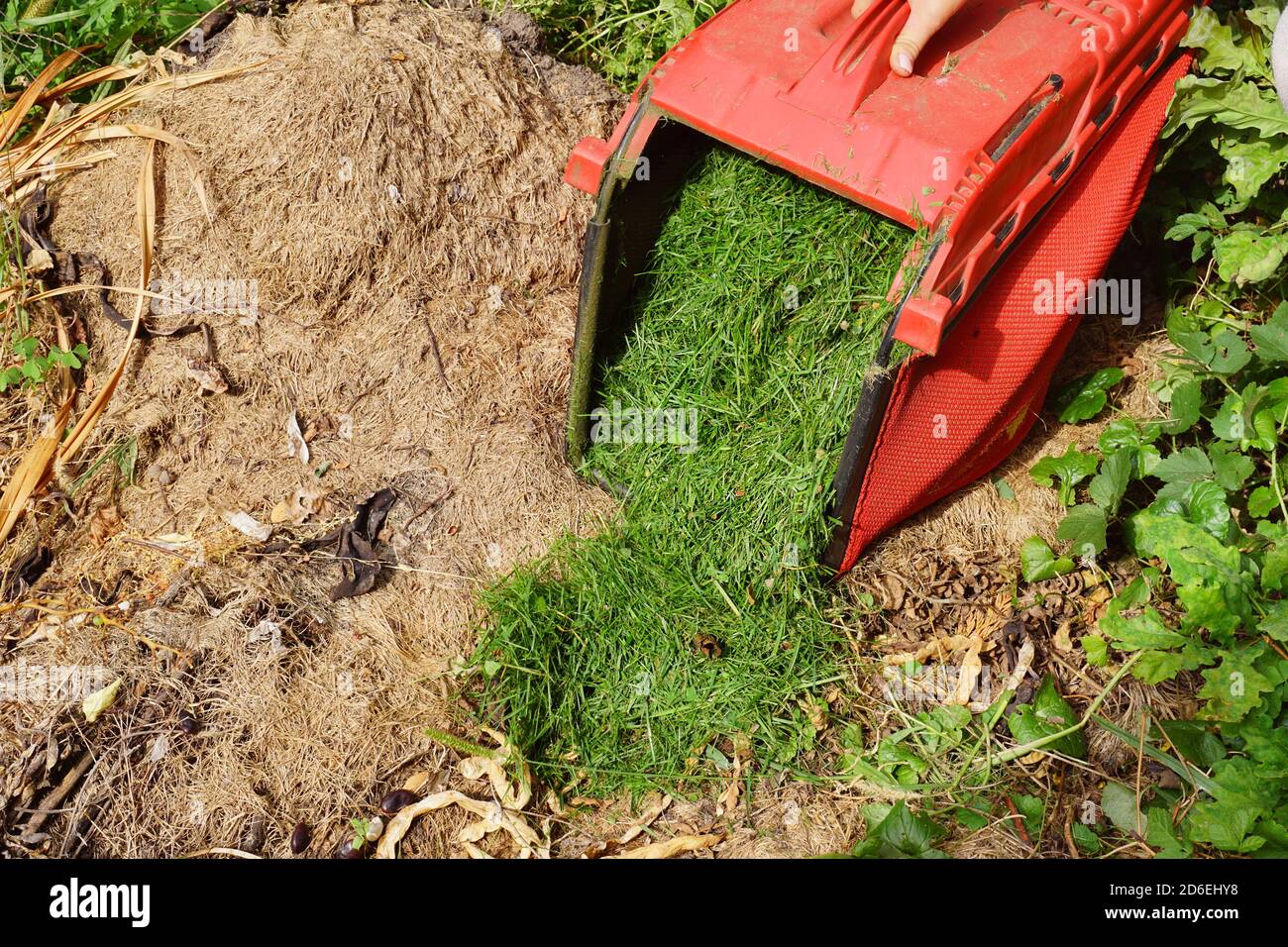 Gras aus dem Mähereimer entsorgen. Kompostierung von Grasschnitt. Stockfoto