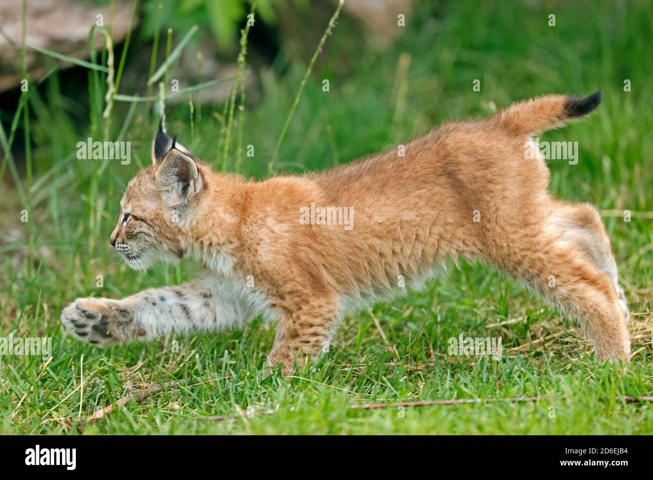 Lynx, (Lynx Lynx), Europäischer Luchs, Jungtiere, Stockfoto Lynx, (Lynx Lynx), Europäischer Luchs, Jungtiere, Stockfoto