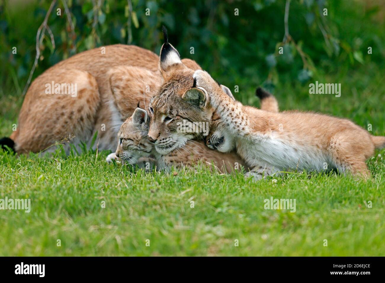 Lynx, (Lynx Lynx), Europäischer Luchs, Mutter und Junge, Stockfoto Lynx, (Lynx Lynx), Europäischer Luchs, Mutter und Junge, Stockfoto