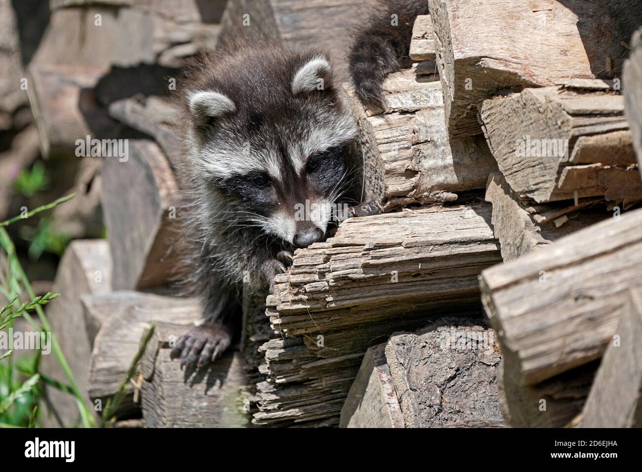Waschbär, (Procyon lotor), Junge, Frankreich Stockfoto Waschbär, (Procyon lotor), Junge, Frankreich Stockfoto
