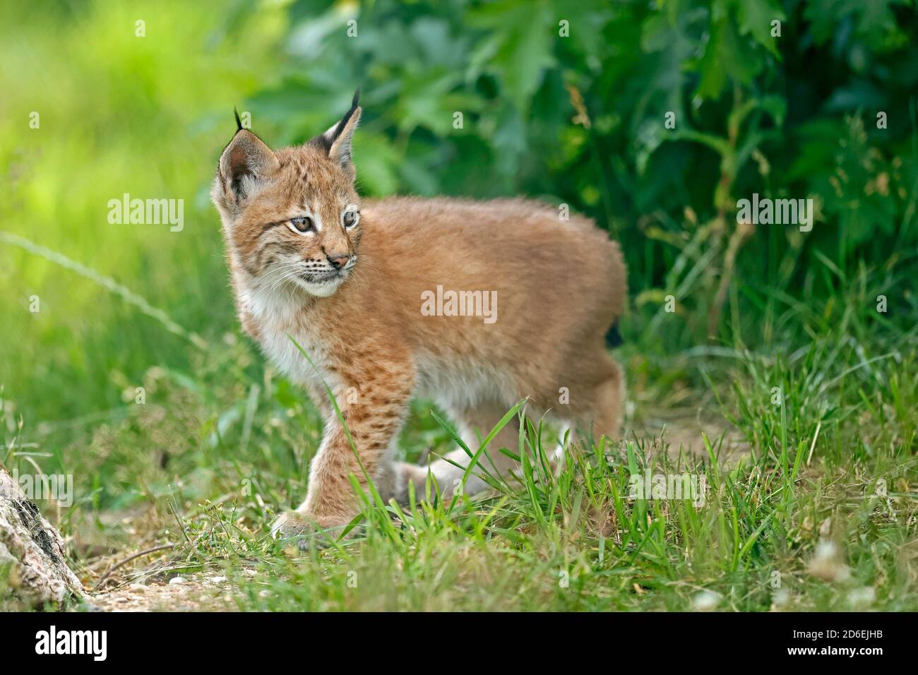 Lynx, (Lynx Lynx), Europäischer Luchs, Jungtiere, Stockfoto Lynx, (Lynx Lynx), Europäischer Luchs, Jungtiere, Stockfoto