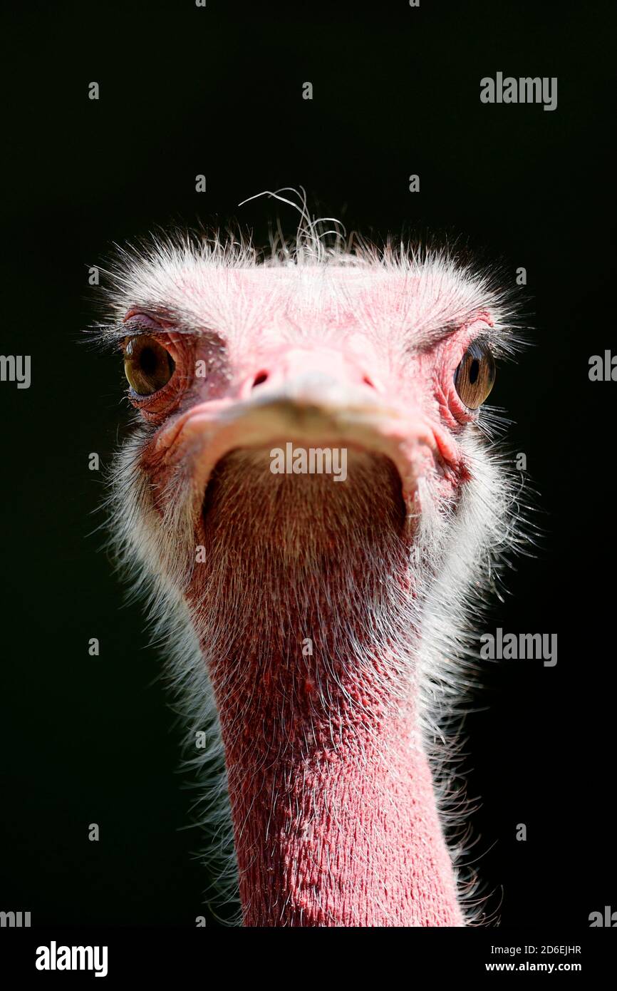 Afrikanischer Strauß (Struthio camelus), Porträt, gefangen Stockfoto Afrikanischer Strauß (Struthio camelus), Porträt, gefangen Stockfoto