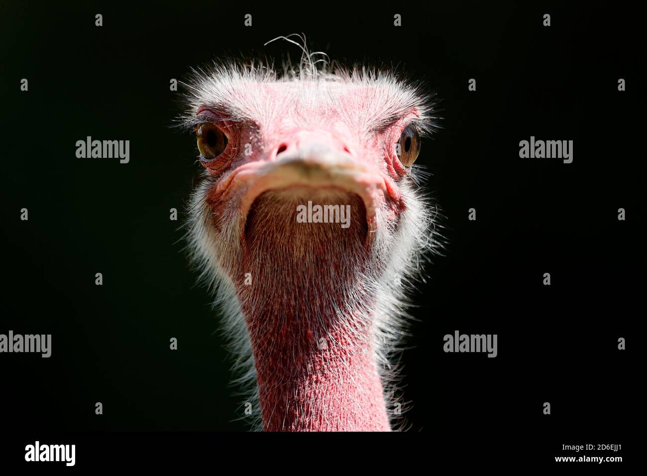 Afrikanischer Strauß (Struthio camelus), Porträt, gefangen Stockfoto Afrikanischer Strauß (Struthio camelus), Porträt, gefangen Stockfoto