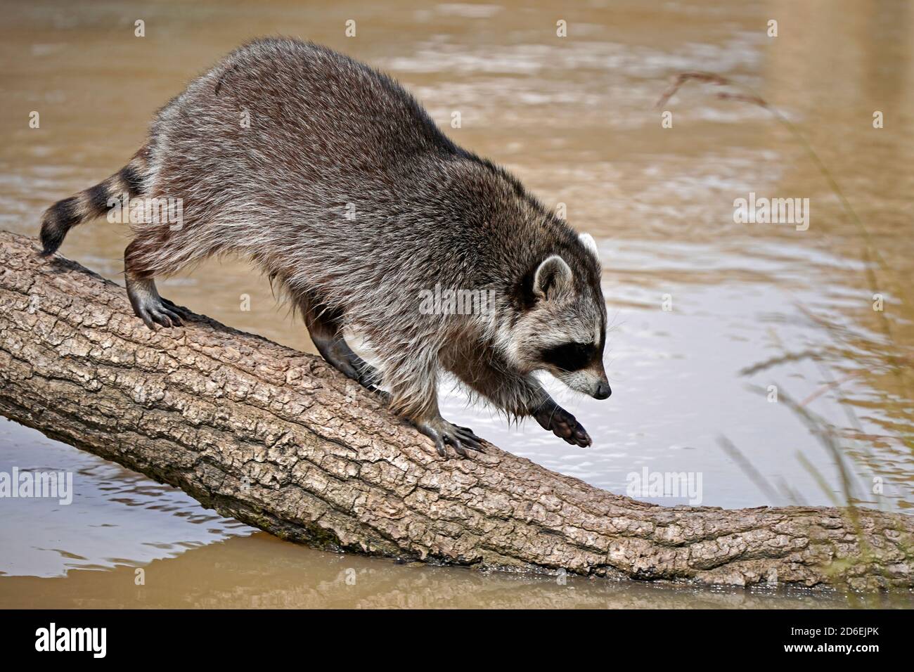 Waschbär, (Procyon lotor), Junge, Frankreich Stockfoto Waschbär, (Procyon lotor), Junge, Frankreich Stockfoto