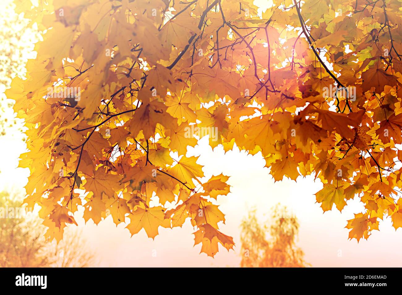 Weiche hellgelbe Ahornblätter in der Herbstsaison mit verschwommenem Hintergrund. Kreative Herbst Hintergrund der goldenen Blätter im Park. Saisonales Konzept. Au Stockfoto