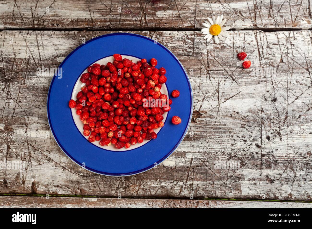 Fresly gepflückt essbare und süße Erdbeeren (Fragaria vesca) Als nördliche Delikatesse auf einem blauen Teller auf einem Rustikaler alter Holztisch in estnischer Rura Stockfoto
