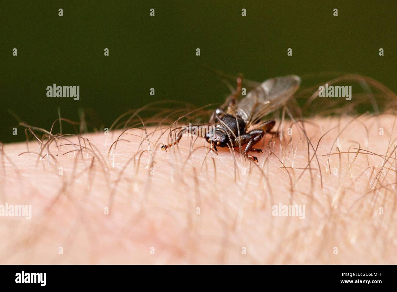 Eine Makro-Nahaufnahme der Parasiten-Hirsche-Fliege, Lipoptena cervi, auf einem behaarten Sking während des Herbstes im borealen Wald von Estland, Nordeuropa Stockfoto