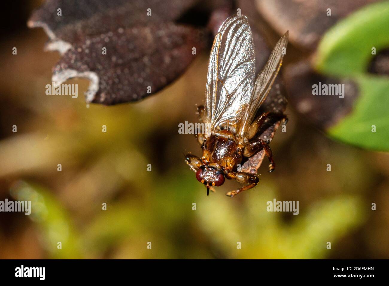 Makro-Nahaufnahme der Hirsch-Parasitenfliege, Lipoptena cervi, auf einem Blatt im herbstlichen borealen Wald von Estland, Nordeuropa Stockfoto