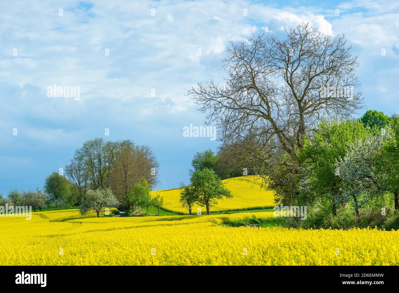 Deutschland, Baden-Württemberg, Kraichtal-Gochsheim, Landschaft mit blühenden Rapsfeldern. Stockfoto