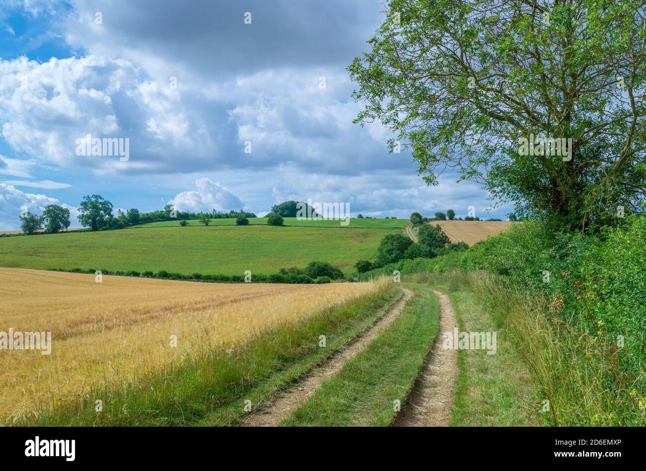 Großbritannien, Gloucestershire, Bibury in Cirencester, Land, Felder und Wiesen, Getreidefelder auf der Furzey Barn Farm, Feldweg, Wolken. Stockfoto