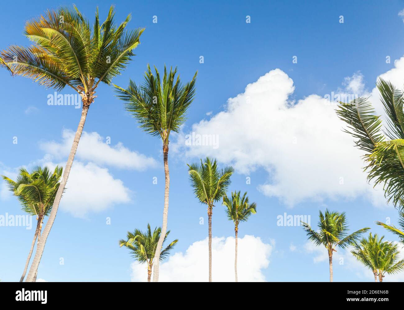 Hohe Palmen sind unter blau bewölkten Himmel, natürliche Foto-Hintergrund. Dominikanische republik Stockfoto
