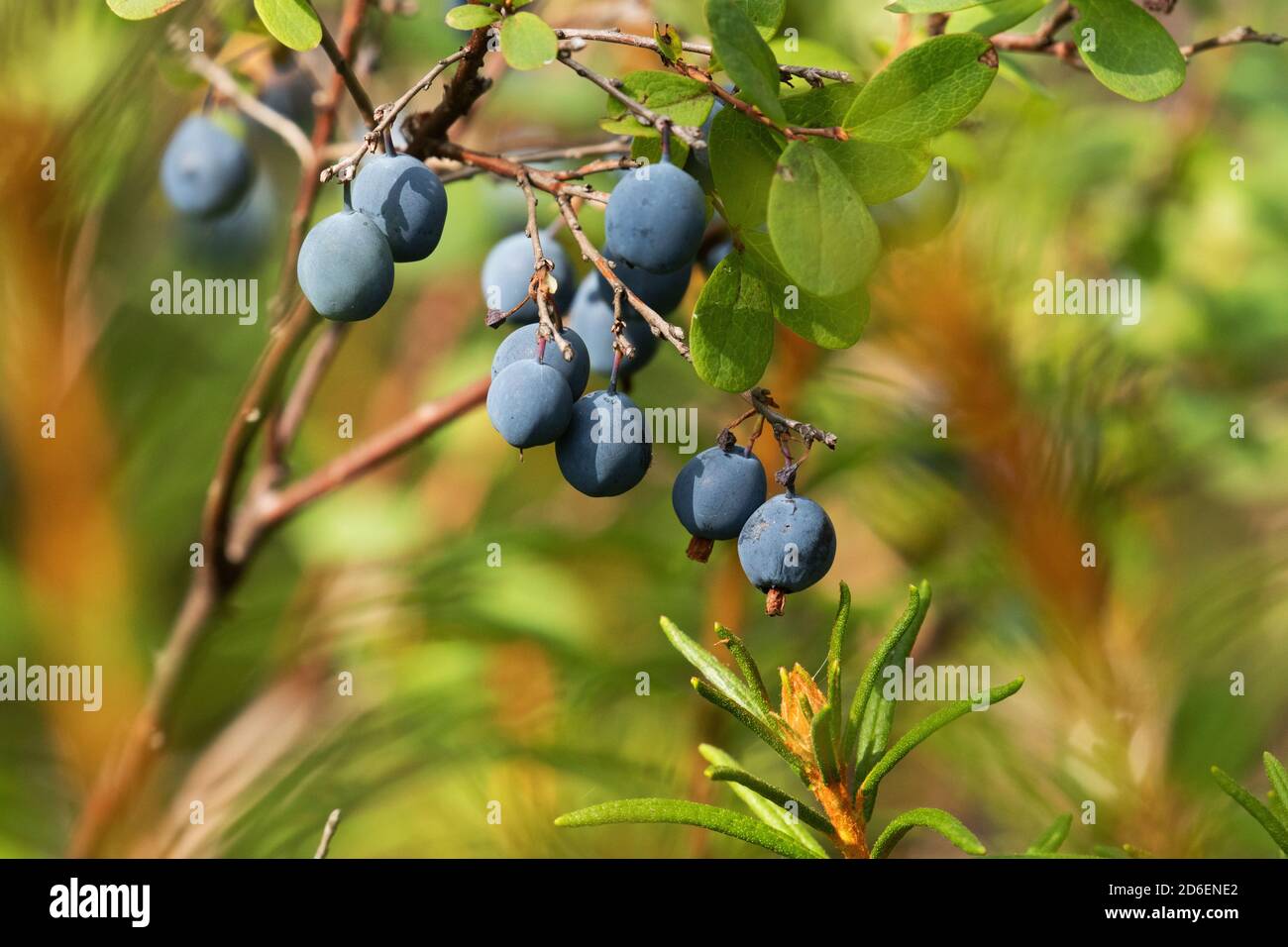 Reife blaue Moor-Heidelbeere, Vaccinium uliginosum, als nördliche Delikatesse in einem borealen Wald in der estnischen Natur, Nordeuropa Stockfoto