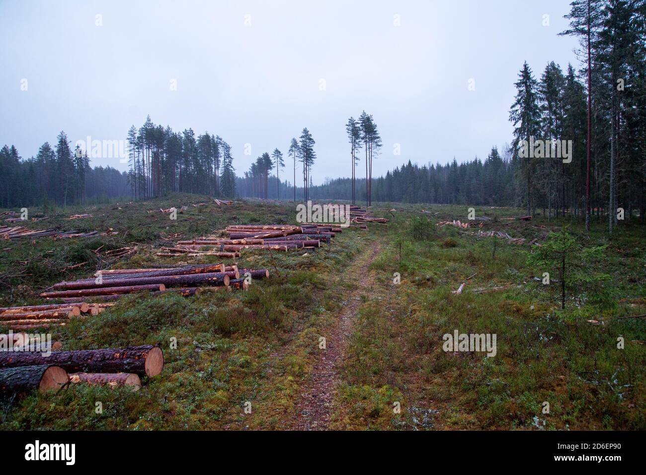 Klare Gegend während des dunklen Herbsttages mit einigen frisch geschnittenen Kiefernholzstämmen im estnischen borealen Wald. Stockfoto