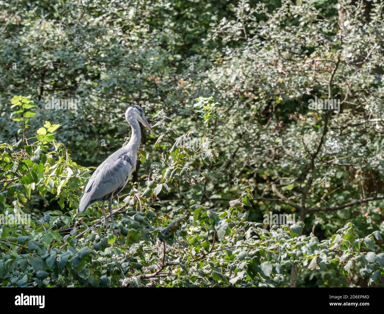 Graureiher, Ardea cinerea, sitzt in einem Baum Stockfoto