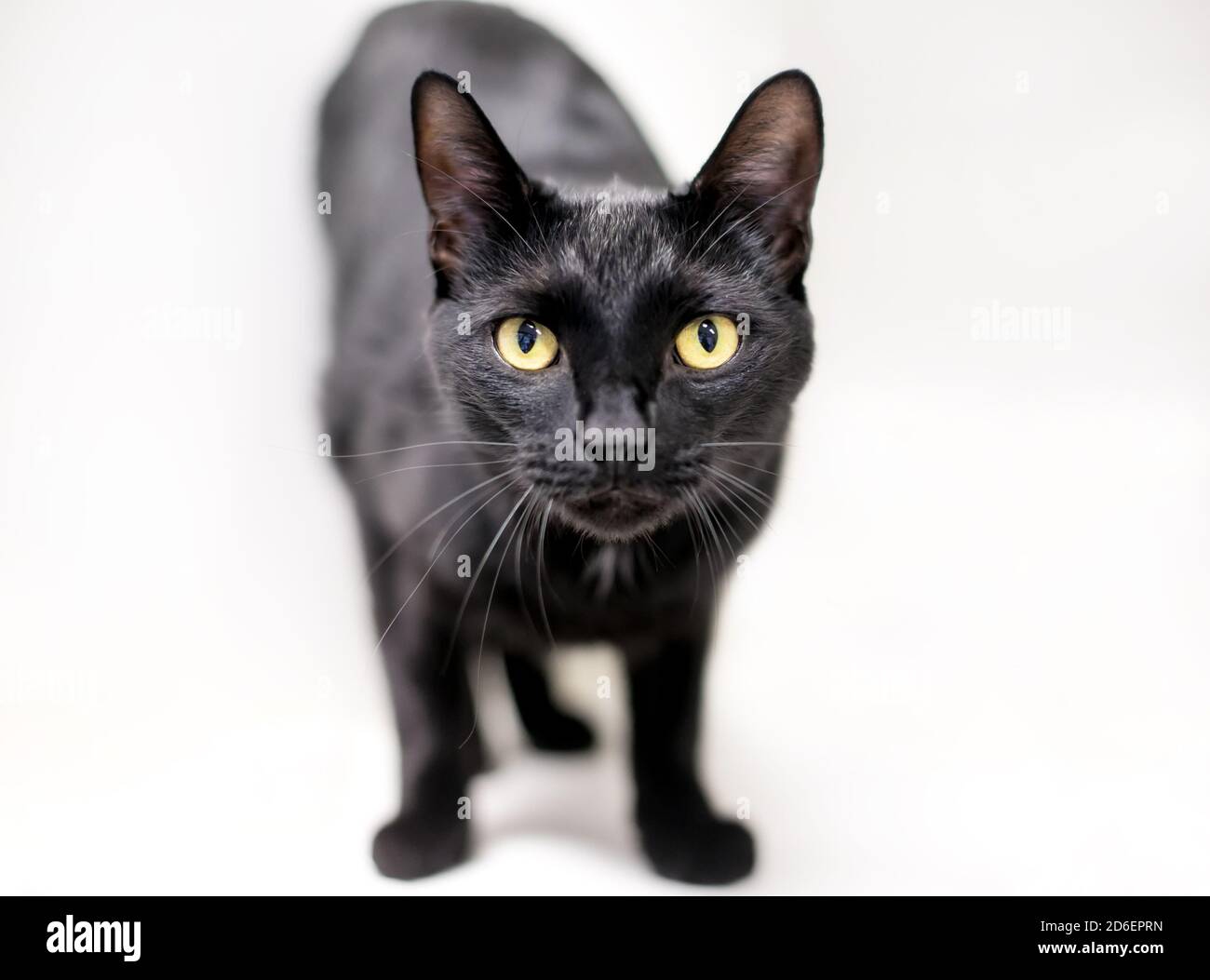 Eine schwarze Hauskatze mit gelben Augen Die Kamera Stockfoto