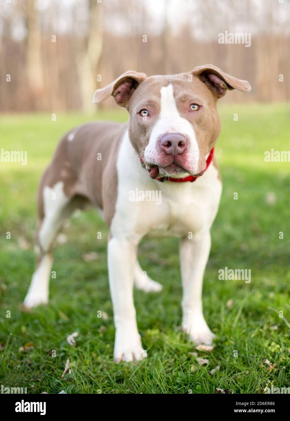 Ein Pit Bull Terrier Mischlingshund beim Betrachten der Kamera mit einem lustigen Ausdruck im Gesicht Stockfoto