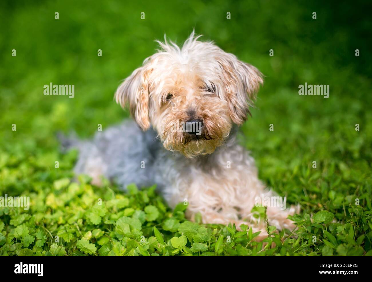 Yorkshire Terrier X Pudel Stockfotos und bilder Kaufen Alamy Pudel Terrier Stockfotos und bilder Kaufen Alamy