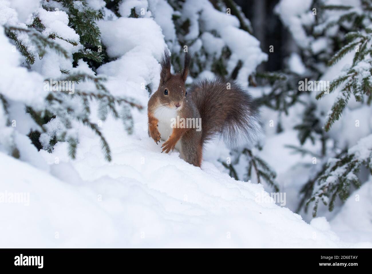 Ein kleines und zu sehen Rothörnchen (Sciurus vulgaris) auf der Suche nach etwas Nahrung im Schnee im Winterwunderland im estnischen borealen Wald, Nordeuropa Stockfoto