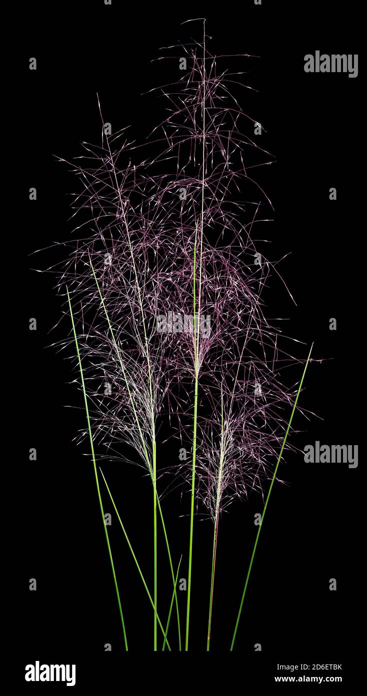 Rosa muhly Gras (Muhlenbergia capillaris) Federn. Grass stammt aus Nordamerika. Stockfoto