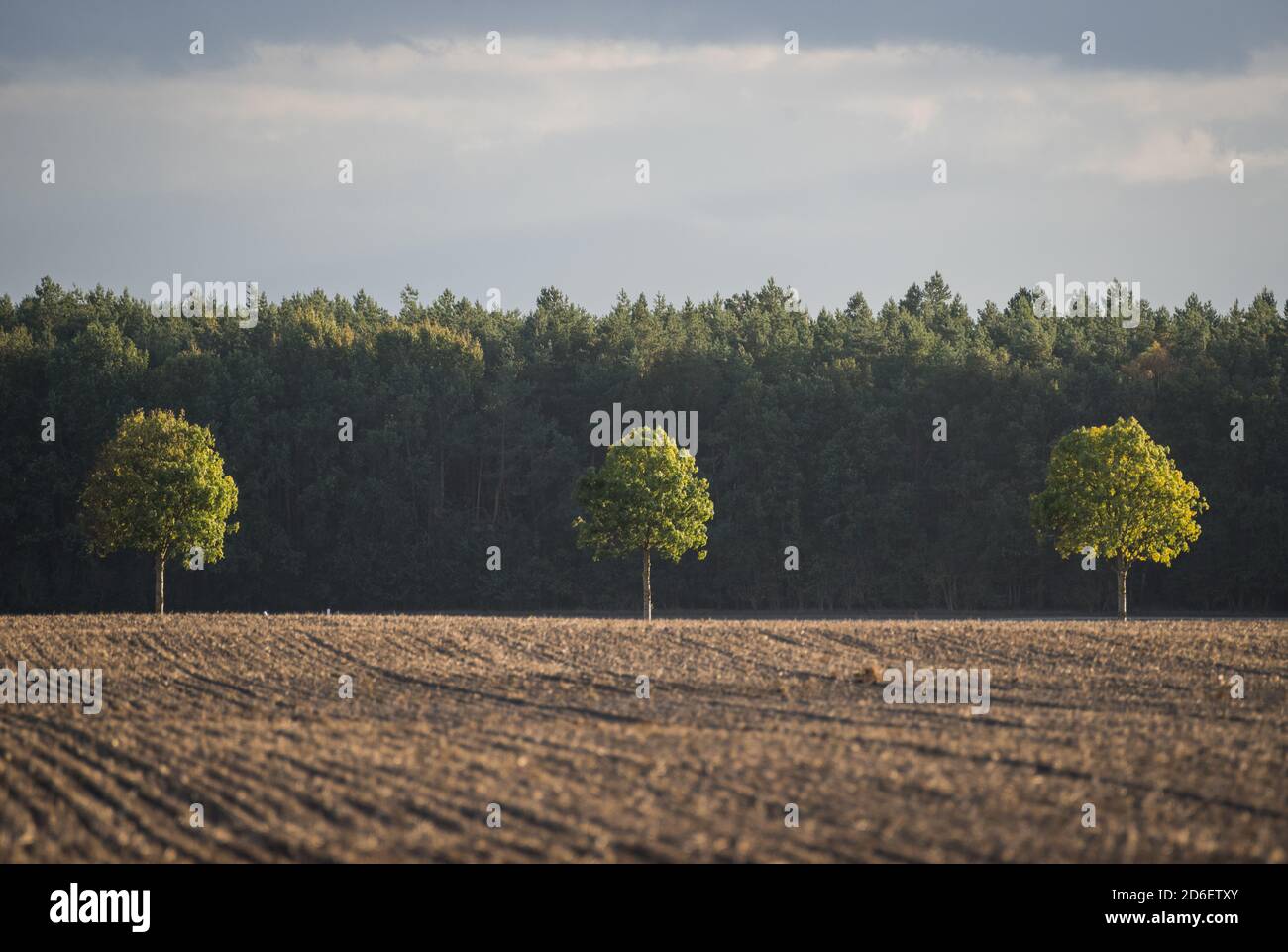 Deutschland, Sachsen-Anhalt, Naturpark Fläming Stockfoto