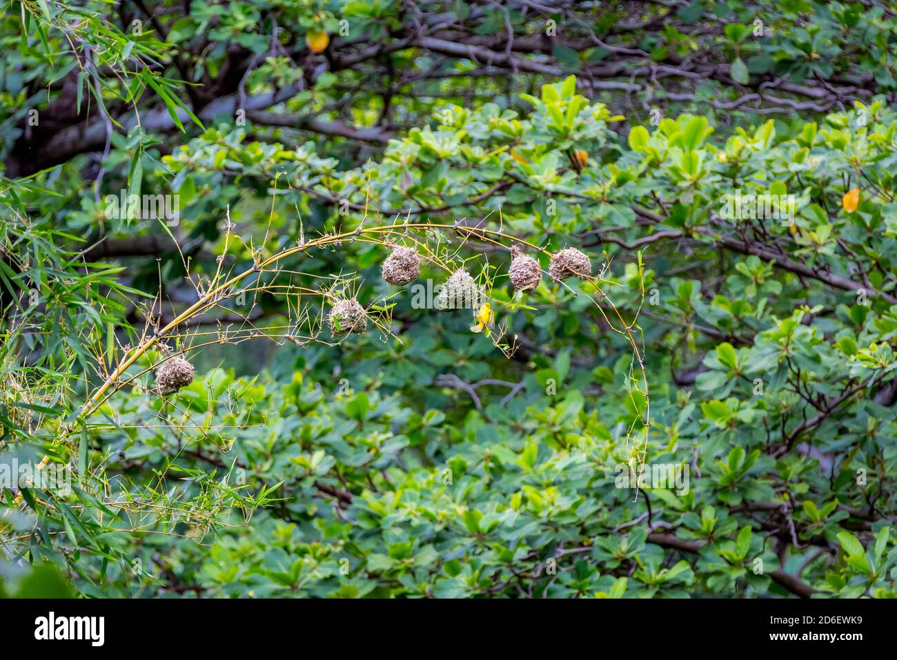 Nester von Webervögeln, maskierter Weber (Ploceus velatus), Destination Anse des Cascades, Piton Sainte-Rose, Reunion Island, Frankreich, Afrika, Indischer Ozean Stockfoto