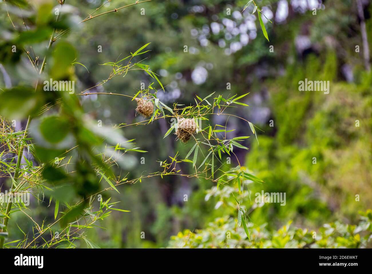 Nester von Webervögeln, maskierter Weber (Ploceus velatus), Destination Anse des Cascades, Piton Sainte-Rose, Reunion Island, Frankreich, Afrika, Indischer Ozean Stockfoto