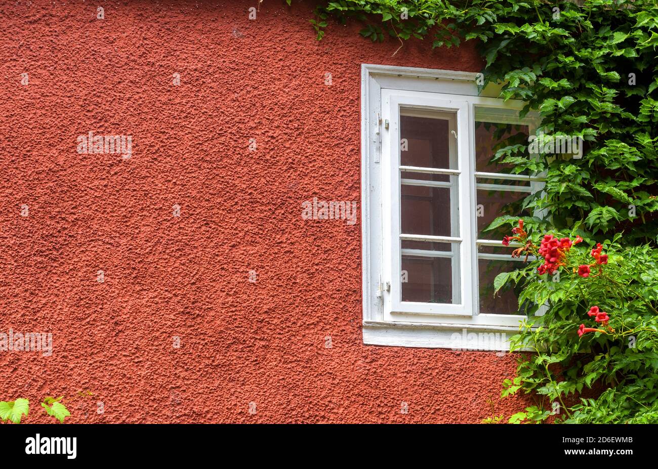 Hauswand mit Efeu berwuchert, Outdoor-Detail fr Hintergrund. Moderne Gips  der lndlichen Htte oder Stadtgebude und Holzfenster. Wunderschnes Haus  Stockfotografie - Alamy