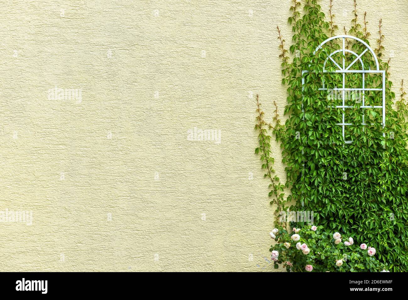 Hauswand mit Efeu und Blumen berwuchert, Outdoor-Detail fr Hintergrund.  Gelber Putz der modernen lndlichen Htte oder Stadtgebude. Helles Zuhause  auen Stockfotografie - Alamy