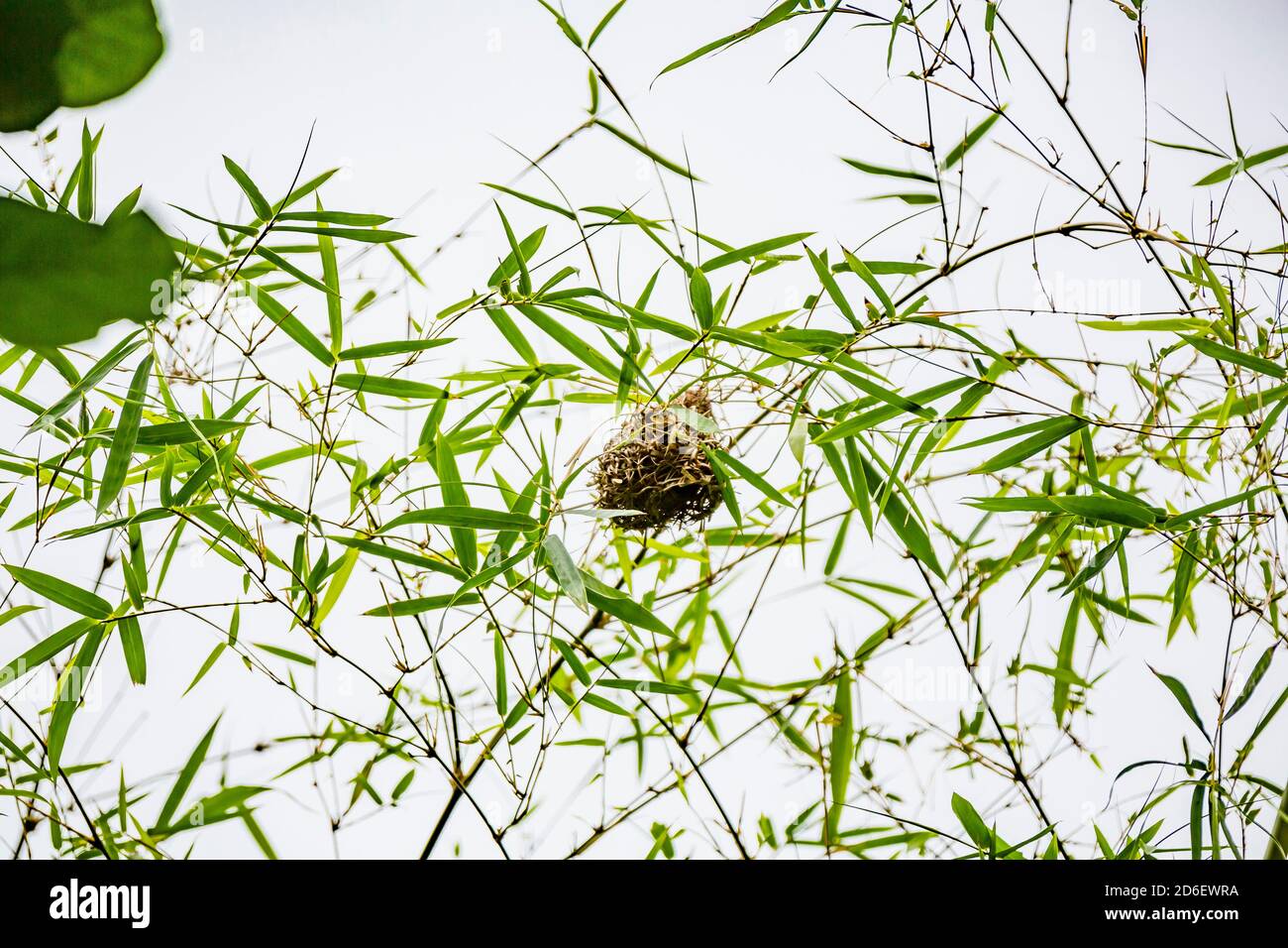 Nester von Webervögeln, maskierter Weber (Ploceus velatus), Destination Anse des Cascades, Piton Sainte-Rose, Reunion Island, Frankreich, Afrika, Indischer Ozean Stockfoto