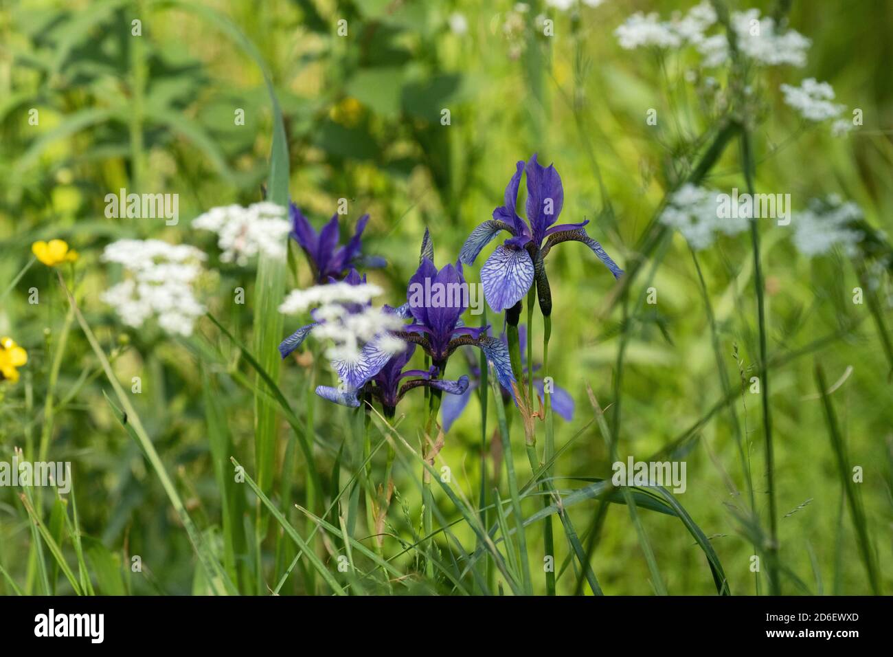 Soomaa Nationalpark. Sibirische Iris oder sibirische Flagge, Iris sibirica blüht auf der üppigen Wiese der Mulgi Wiese., im sommerlichen Estland. Stockfoto
