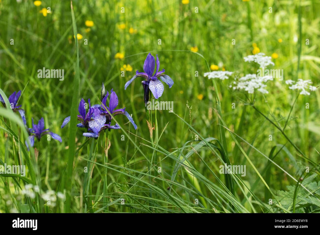 Soomaa Nationalpark. Sibirische Iris oder sibirische Flagge, Iris sibirica blüht auf der üppigen Wiese der Mulgi Wiese., im sommerlichen Estland. Stockfoto