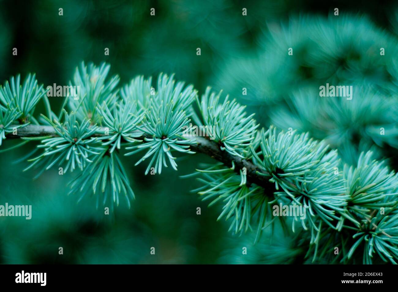 Grüne Kiefer Zweige Nadelnadeln Hintergrund Nahaufnahme. Weichzeichnen Stockfoto
