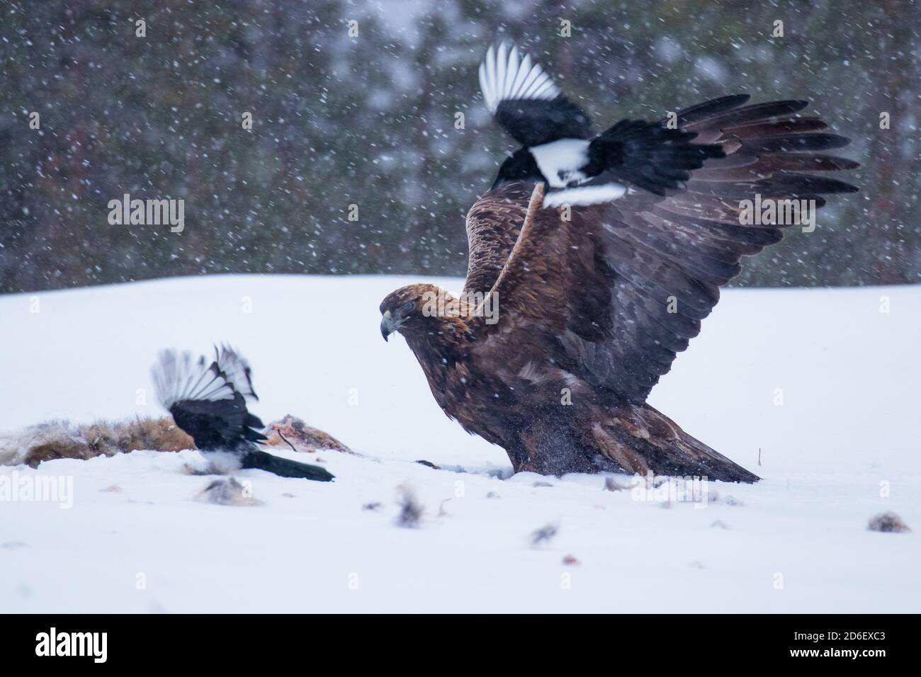 Majestätischer Raubtier Goldener Adler, Aquila chrysaetos, der sich an einem kalten und harten Wintertag in der Nähe von Kuusamo, Nordfinnland, an einem Schlachtkörper ernährt. Stockfoto