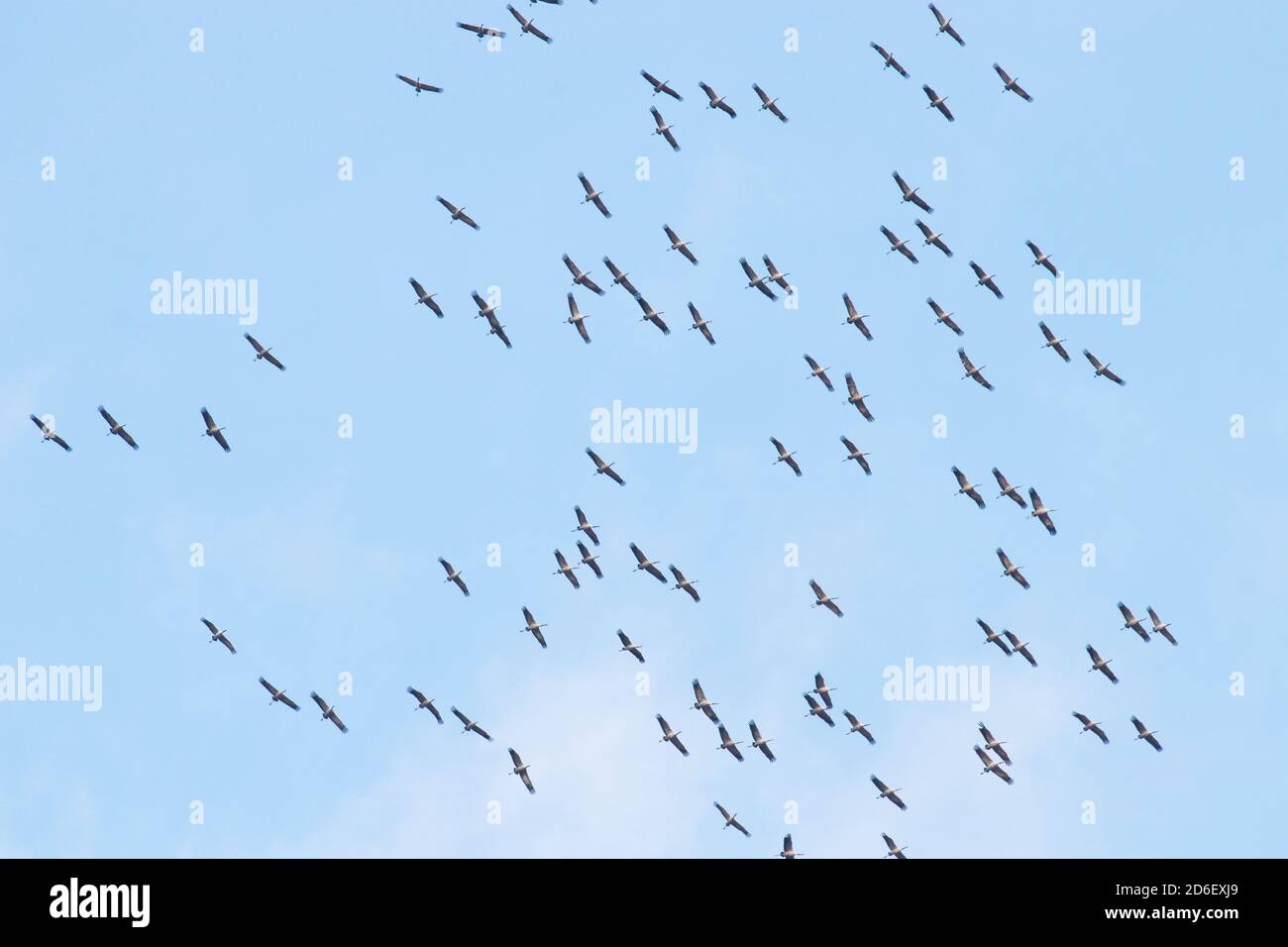 Eine große Schar gewöhnlicher Kraniche, Grus grus, die während der Frühlingsmigration in der estnischen Natur fliegen. Stockfoto