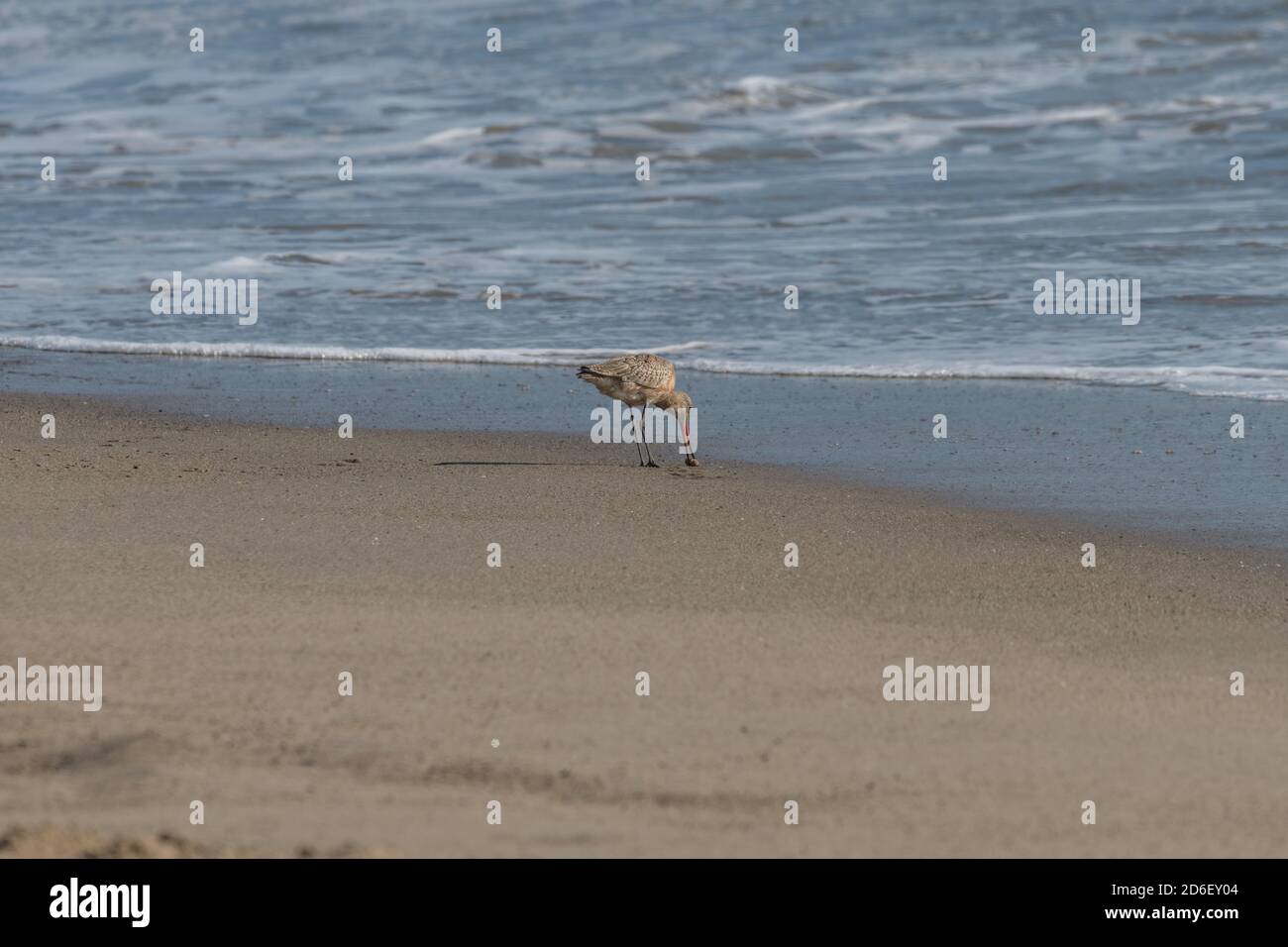 Sandpiper Fütterung an der Pazifikküste nahe Point Mugu, Südkalifornien Stockfoto