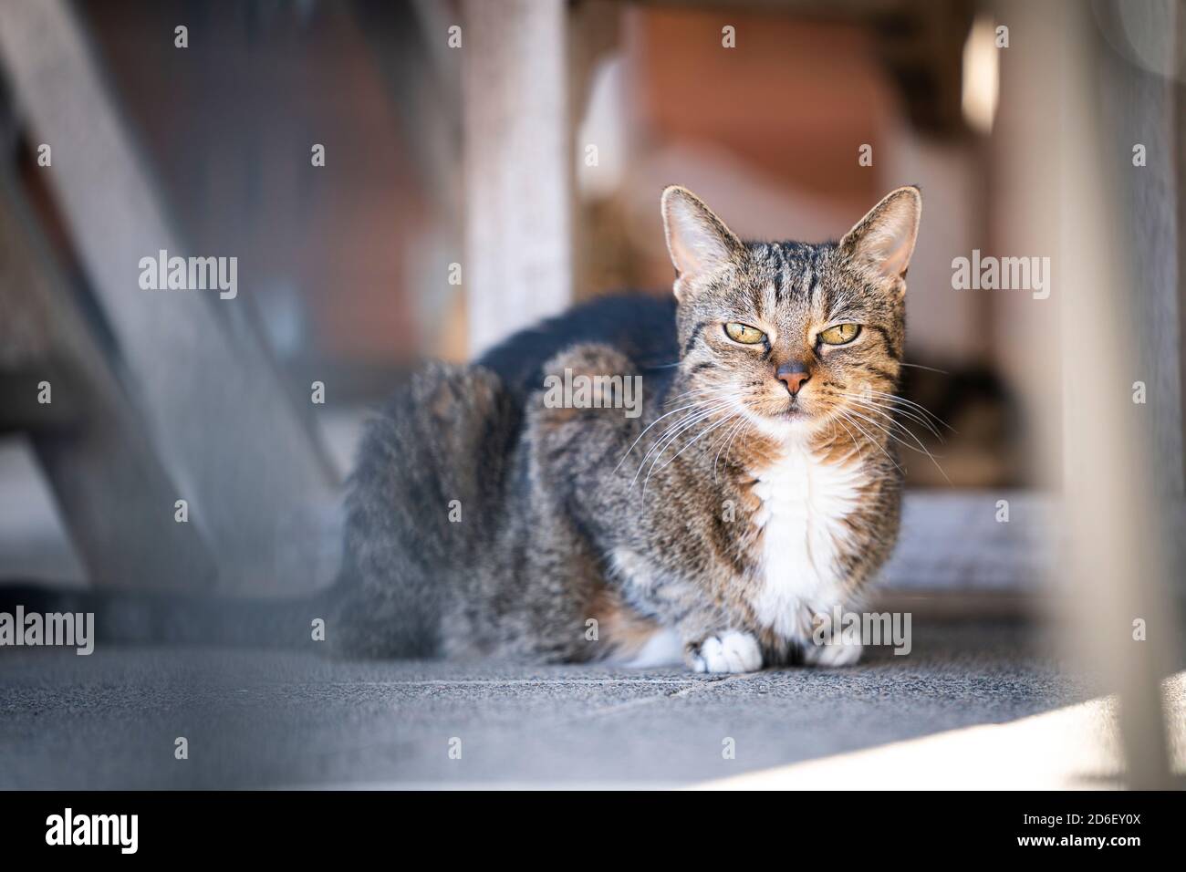 Schüchterne tabby Katze im Freien Blick auf die Kamera auf einem sonnigen Tag Stockfoto