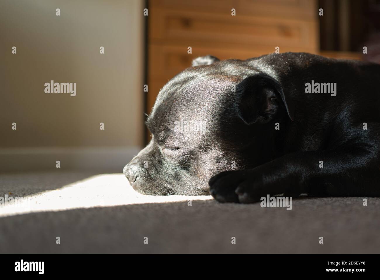 Schlafender Staffordshire Bull Terrier Hund auf einem Teppich liegend genießen Ein Sonnenstrahl auf seinem Gesicht Stockfoto