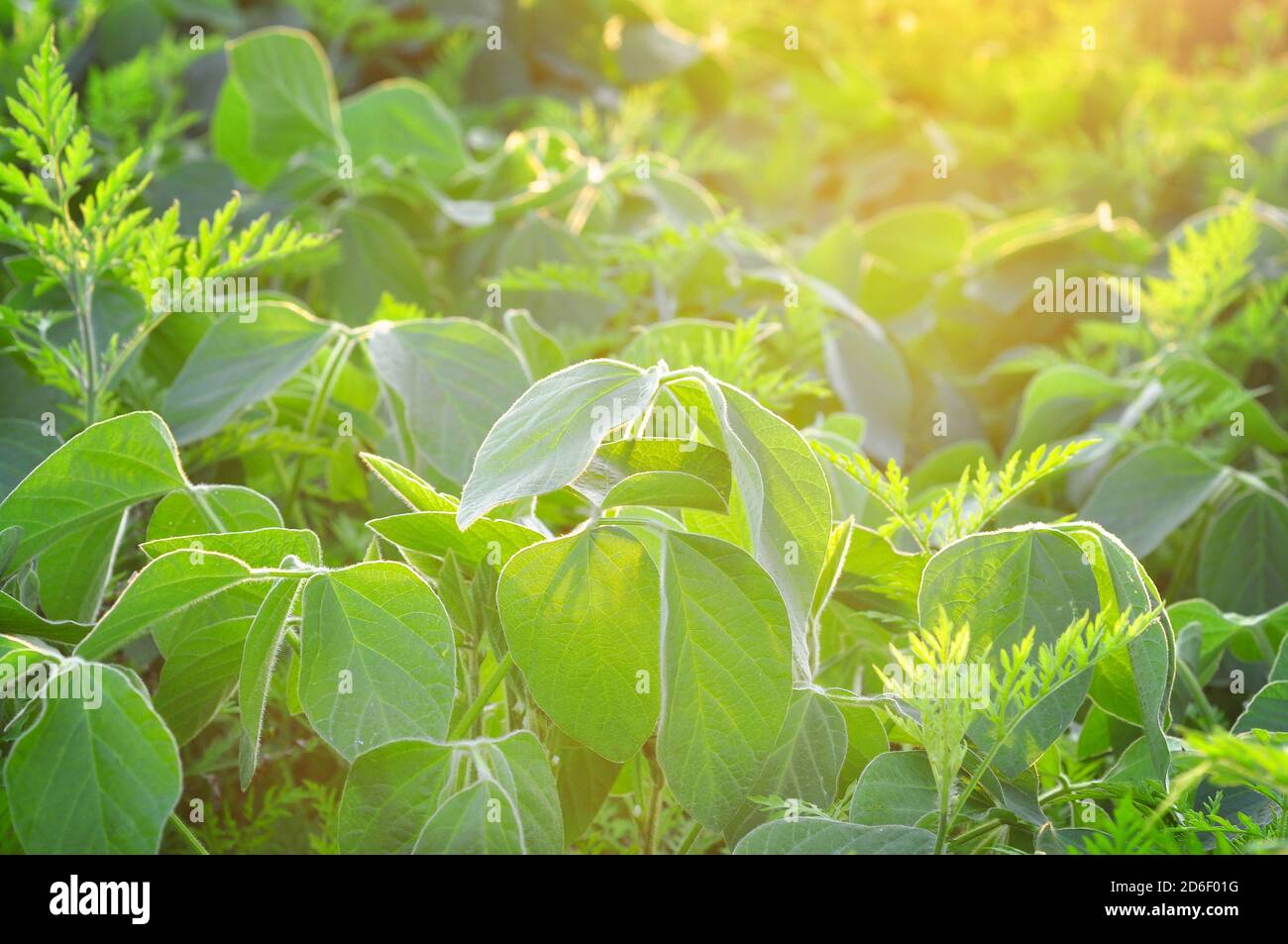 Sojapflanzen mit Ragweed, Ambrosia artemisiifolia, eines der wichtigsten und invasivsten Unkräuter Stockfoto